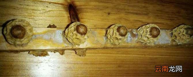 急造王台是卵还是幼虫