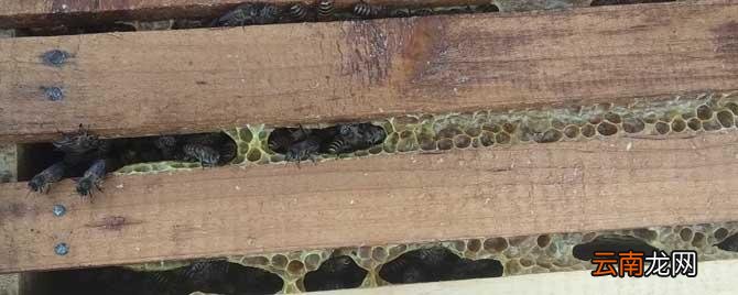 养蜜蜂需要投资多少钱 养蜜蜂需要投资多少钱?