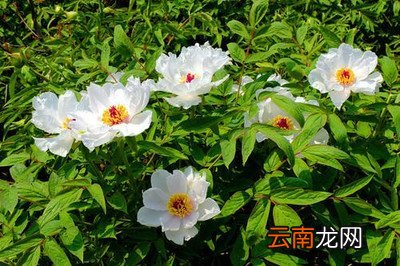 牡丹花开放的语句