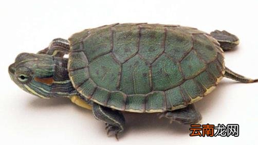 梦见乌龟死了什么意思 梦到乌龟死了什么预兆