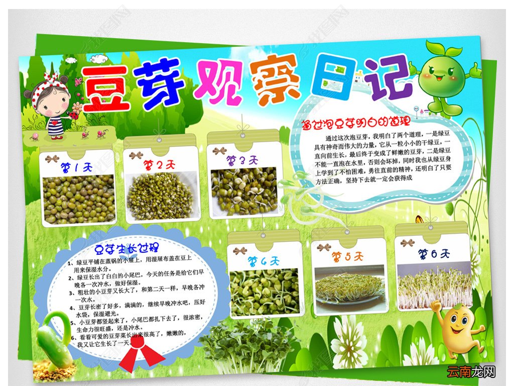 豆芽的生长过程观察日记