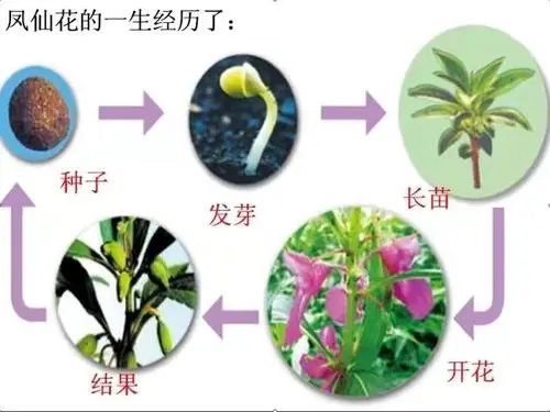 凤仙花的生长过程