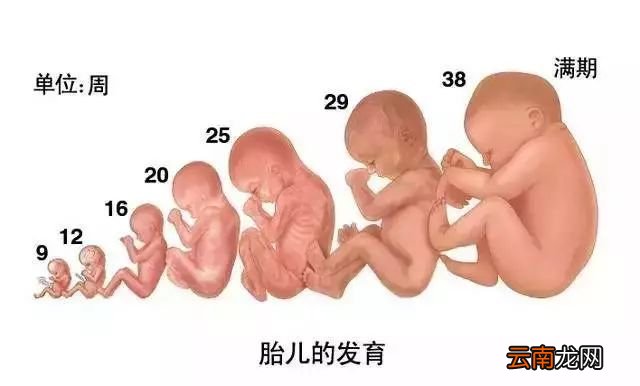 胎儿发育过程