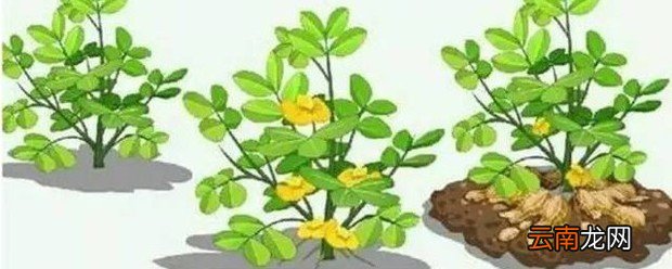 花生的生长过程