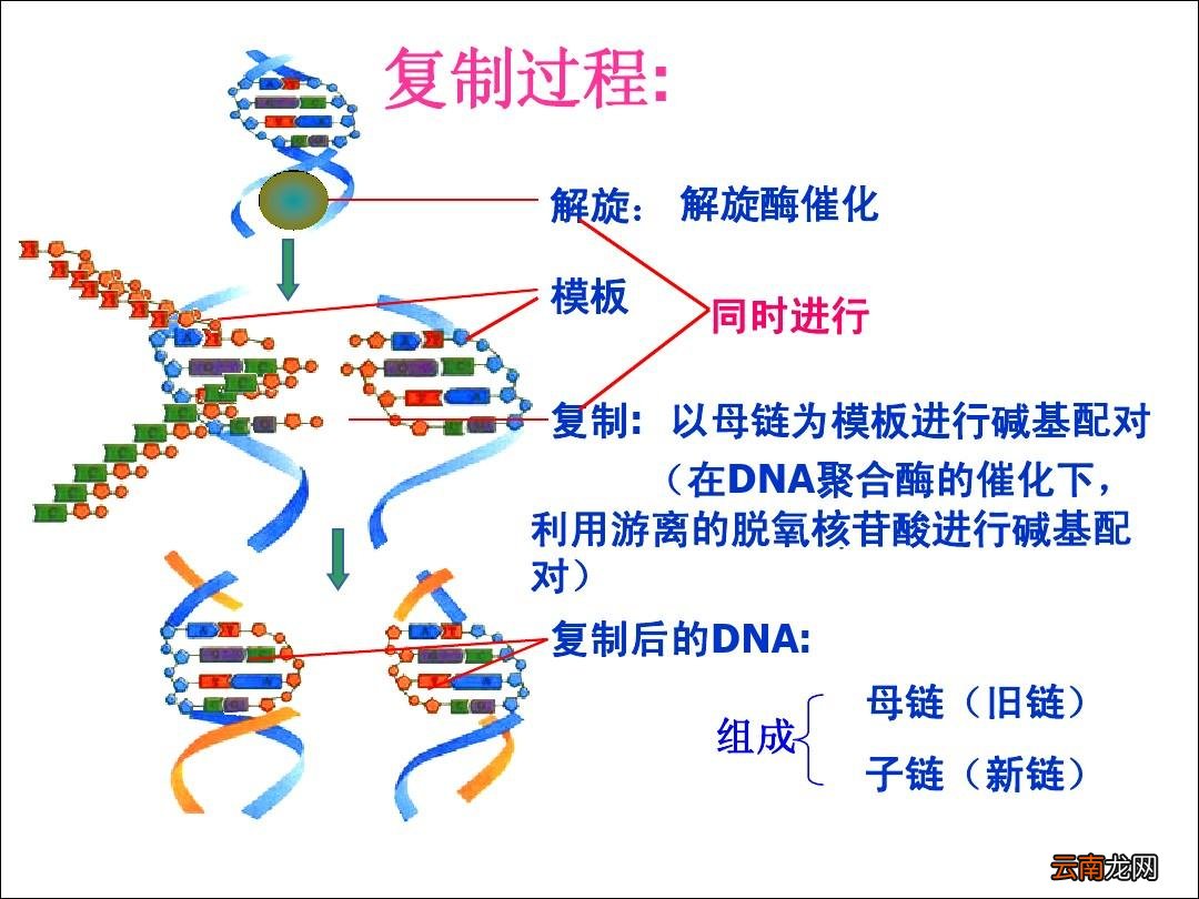 dna复制过程
