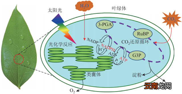 光合作用的过程