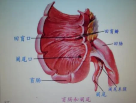 阑尾位置