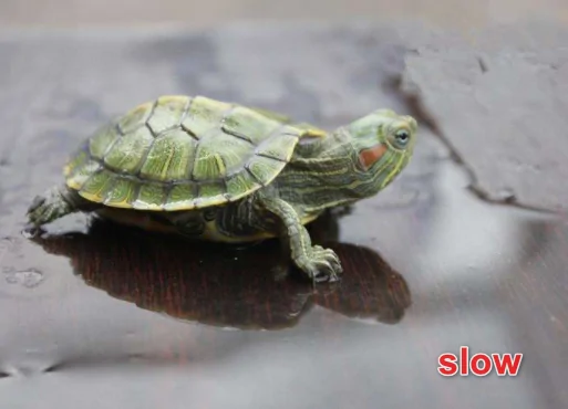slow的比较级和最高级