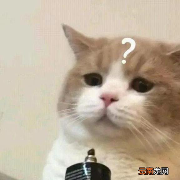 官方店和旗舰店哪个靠谱,官方旗舰店和旗舰店的区别？