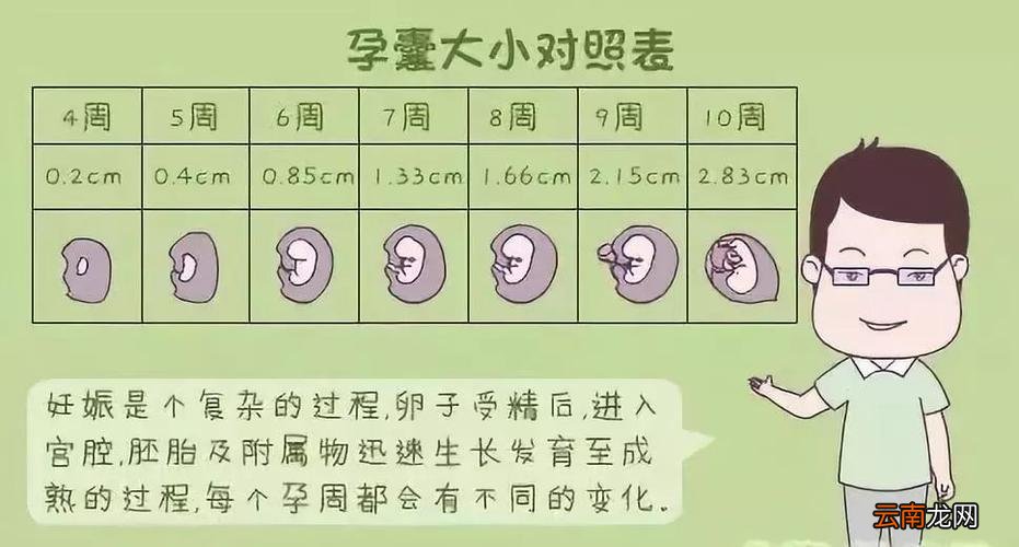 不同孕周的孕囊大小对照表