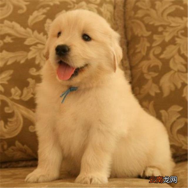 黑金毛犬多少钱一只幼崽,黑金毛和金毛哪个贵？