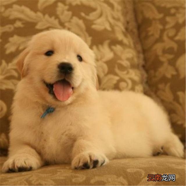 黑金毛犬多少钱一只幼崽,黑金毛和金毛哪个贵？