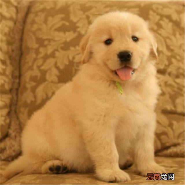 黑金毛犬多少钱一只幼崽,黑金毛和金毛哪个贵？