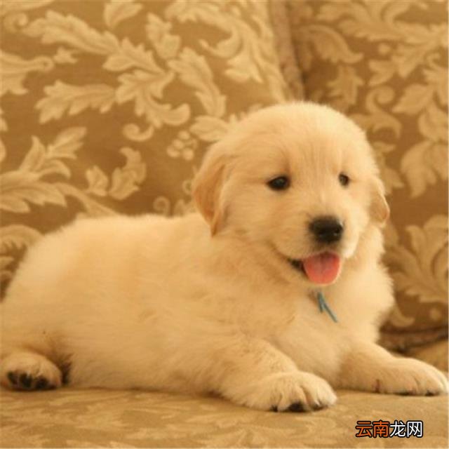 黑金毛犬多少钱一只幼崽,黑金毛和金毛哪个贵？