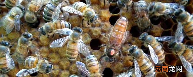 养100箱蜜蜂一年能赚多少钱 养100箱蜜蜂一年能赚多少钱?