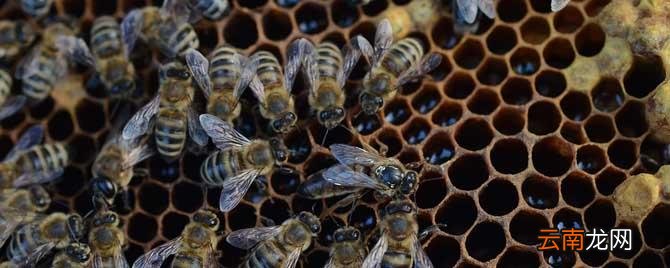 养蜜蜂赚钱吗20箱蜜蜂能挣多少钱 养50箱蜜蜂一年能赚多少钱