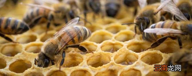 养20箱蜜蜂能挣多少钱 养10箱蜜蜂一年能赚多少钱