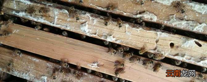 蜂箱覆布有什么作用 蜜蜂覆布作用