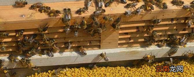 脱粉器怎么安装 脱粉器什么时候安装