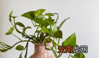 大门口适合摆放什么大的植物 大门口放什么植物高端大气