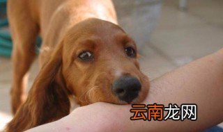 被够狗咬了出血怎么办 被狗咬出血了怎么办
