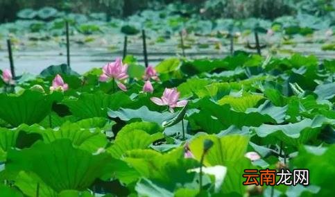 武汉夏天湿热还是干热 今年武汉气温为什么这么热