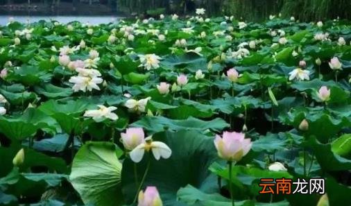 武汉有过40度以上的高温吗 武汉夏天气温一般多少度