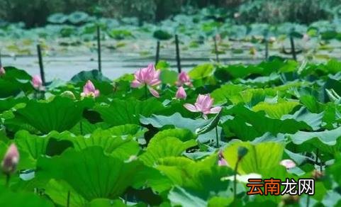 武汉有过40度以上的高温吗 武汉夏天气温一般多少度