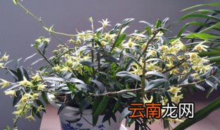 怎样盆栽石斛 盆栽石斛的方法