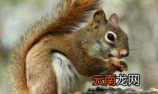 魔王松鼠怎么养 魔王松鼠如何养