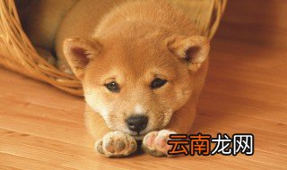 养土狗技术养殖方法 土狗怎么养