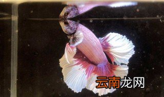 室内养殖斗鱼需要注意什么 室内养殖斗鱼需要注意什么问题