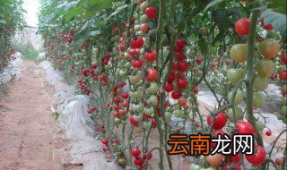 樱桃番茄种植方法 方法特别简单