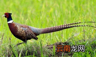 七彩山鸡养殖方法 如何养殖山鸡