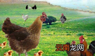 柴鸡养殖技术 柴鸡养殖技术方法