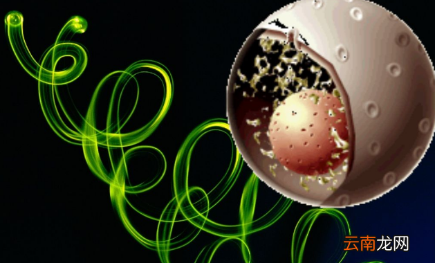 细胞核的功能有哪些