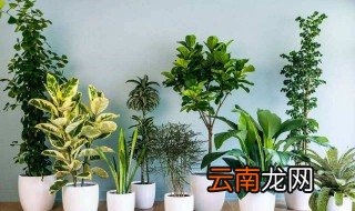 室内适合养什么花或植物 绿萝常春藤