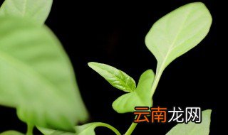 适合养在室内的植物 适合室内养的植物有哪些
