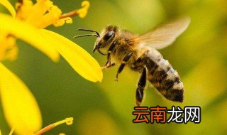 蜜蜂最怕什么味道会跑 它有什么特点