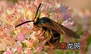 马蜂入宅预兆 有什么解释