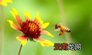 驱赶蜜蜂的最佳办法 分别需要怎么做