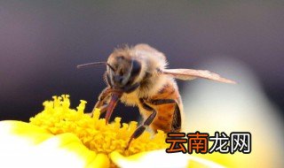 房间飞进一只蜜蜂怎么办 蜜蜂的食性是什么