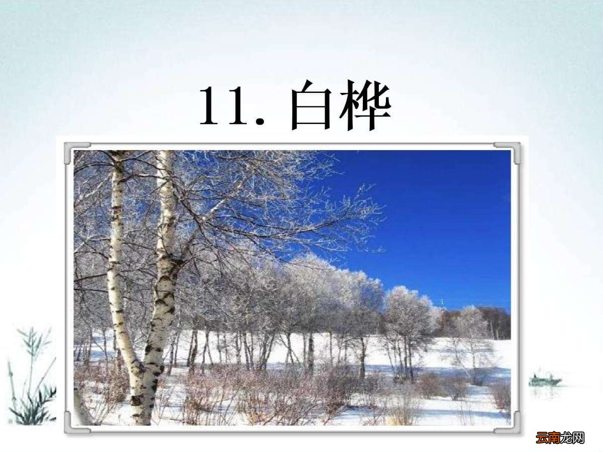 白桦课文