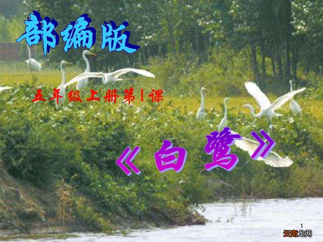五年级课文白鹭