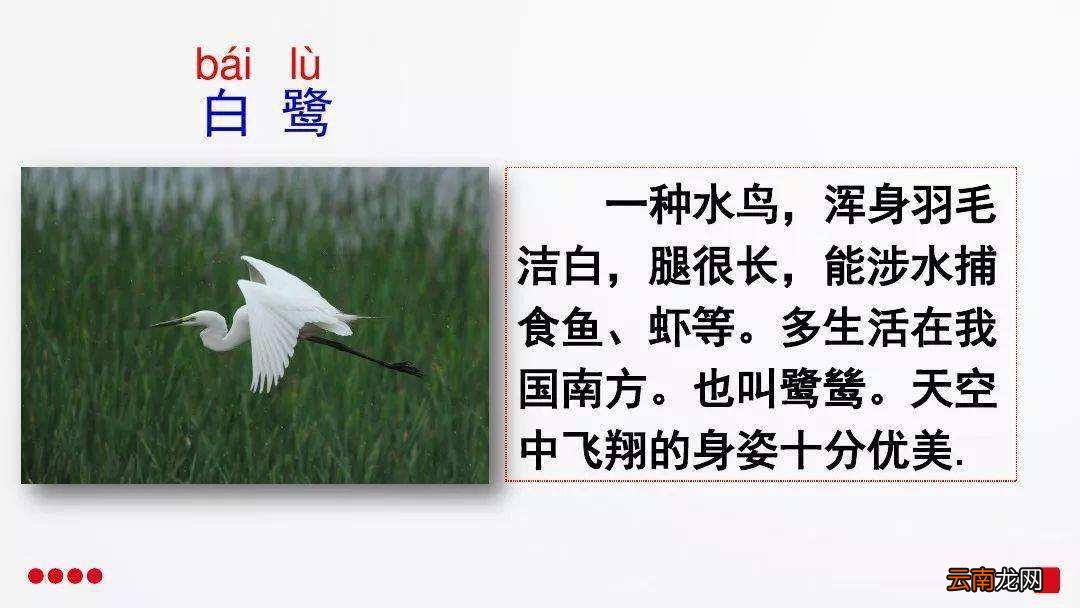 五年级课文白鹭