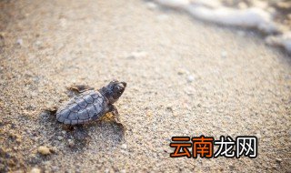 乌龟苗怎么看公母 龟苗状态怎么判断公母