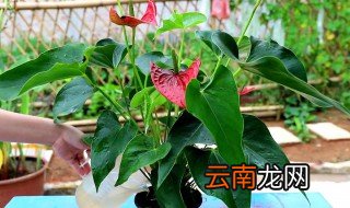 水培红掌怎么才能开花 红掌水养怎么养才能更旺盛