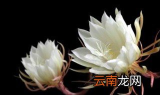 白露节气代表性植物 白露节气代表性植物是什么