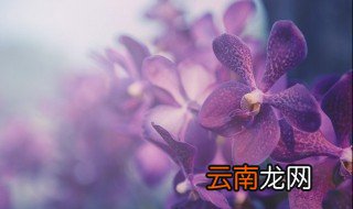 蝴蝶怎么养才能更旺盛，蝴蝶兰怎样养殖才能旺盛