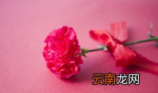 高杆康乃馨怎么养才能爆盆 康乃馨咋养才能爆盆开花